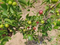 Manila Cherry 