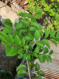Manila Cherry 