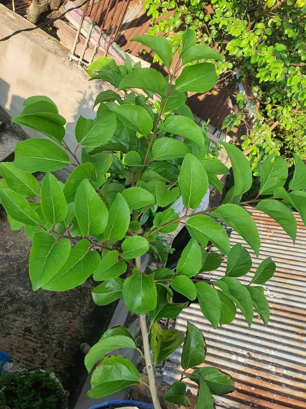 Manila Cherry 