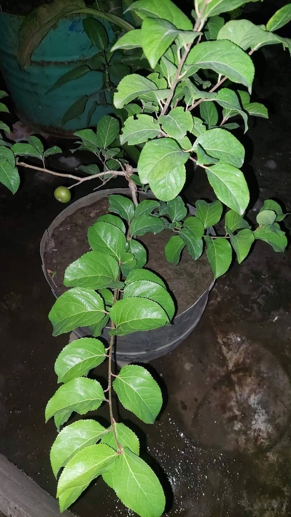 Manila Cherry 