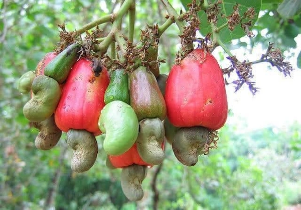 Cashew Nut ( Kaju) 