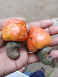 Cashew Nut ( Kaju) 