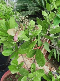 Cashew Nut ( Kaju) 