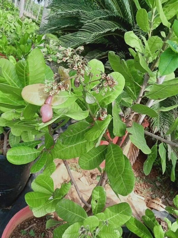 Cashew Nut ( Kaju) 