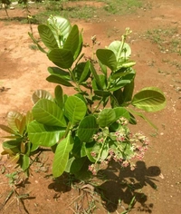 Cashew Nut ( Kaju) 