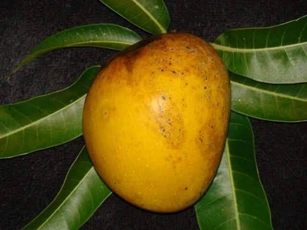 Alfanso Mango ( Hapus / Ratangiri ) 
