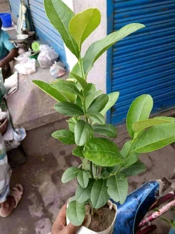 Gandharaj Lemon 