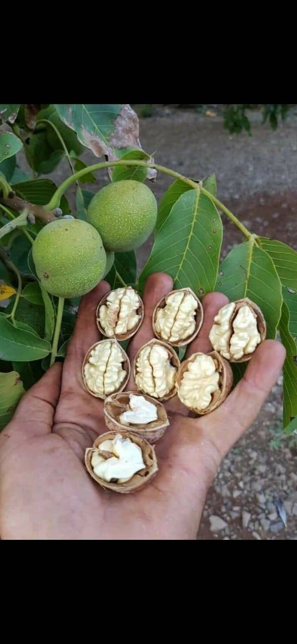 Walnut ( Akhrot ) 