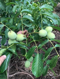 Walnut ( Akhrot ) 