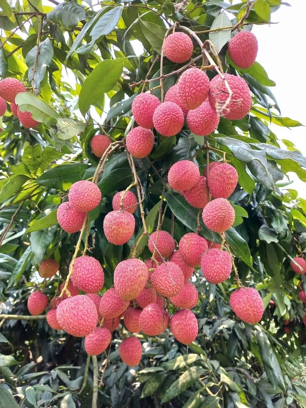 Lichee (Mujaffarpur) 