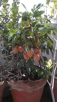 Lichee (Mujaffarpur) 