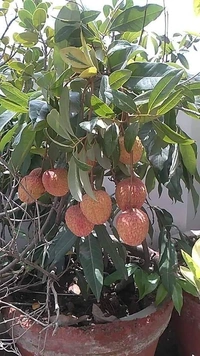 Lichee (Mujaffarpur) 