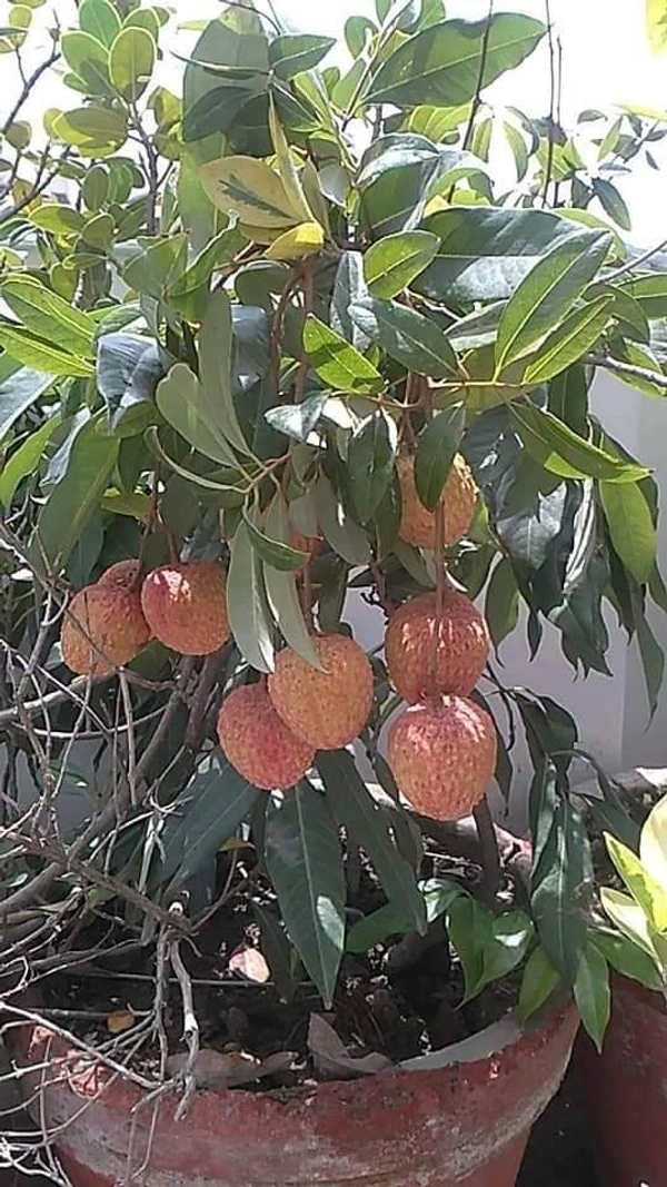 Lichee (Mujaffarpur) 