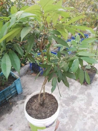Lichee (Mujaffarpur) 