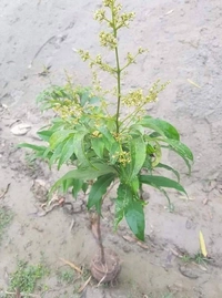 Lichee (Mujaffarpur) 