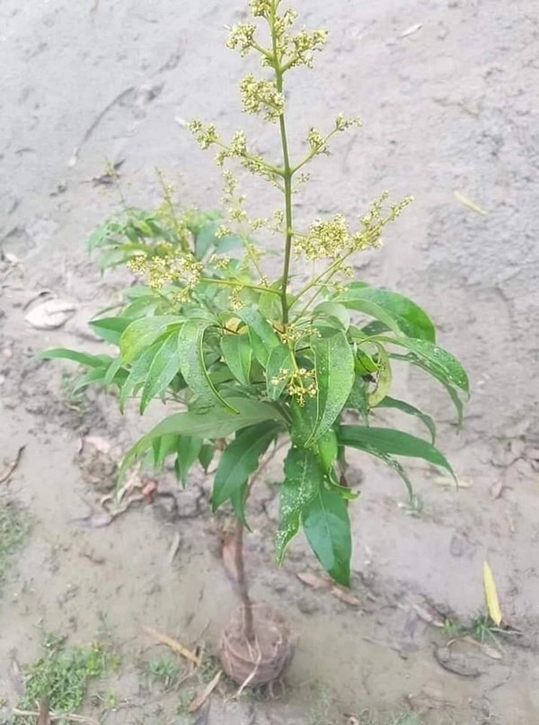 Lichee (Mujaffarpur) 