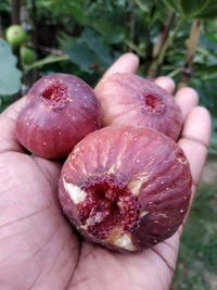 Khurtamani Fig