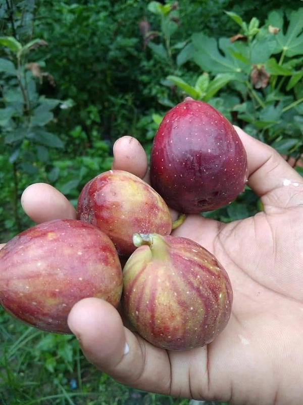 Khurtamani Fig