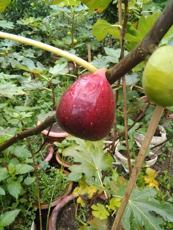 Khurtamani Fig