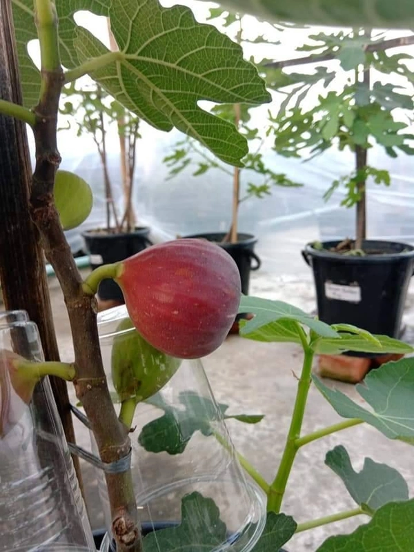 Khurtamani Fig