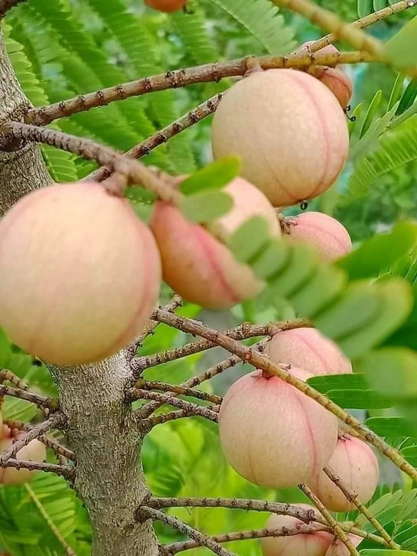 Red Amla