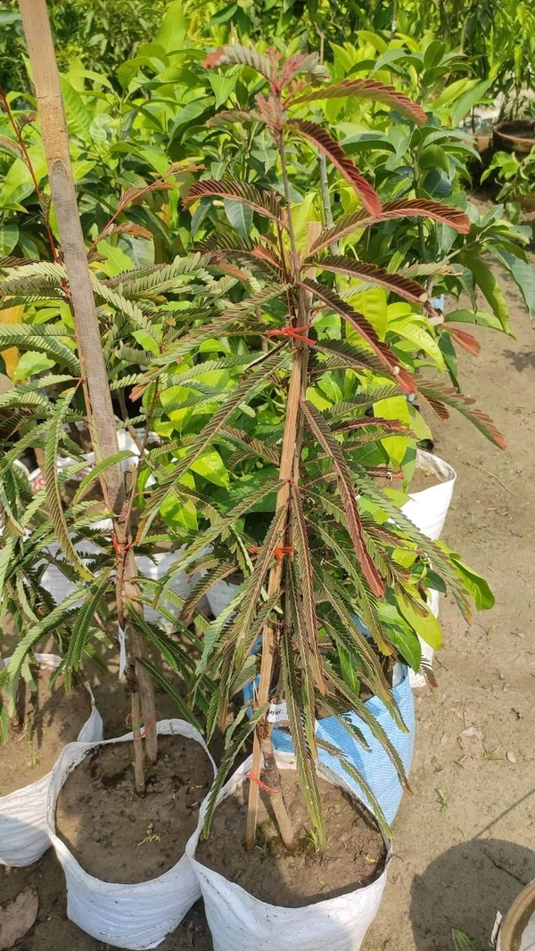 Red Amla
