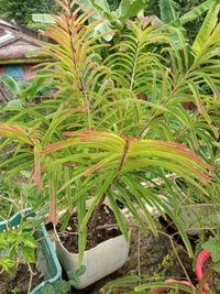Red Amla