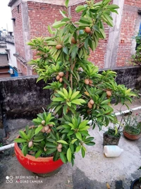 Kalapatti Chikku 