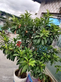 Kalapatti Chikku 