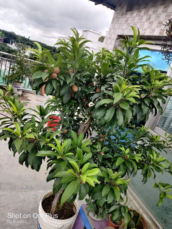 Kalapatti Chikku 