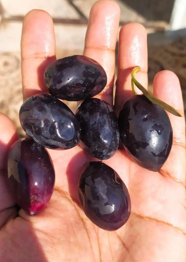 Arabian Olive 