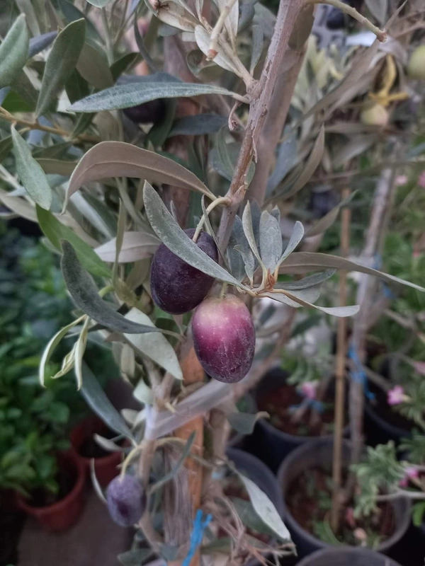 Arabian Olive 
