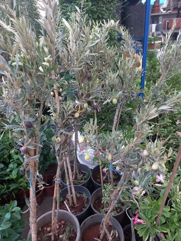Arabian Olive 