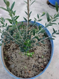 Arabian Olive 