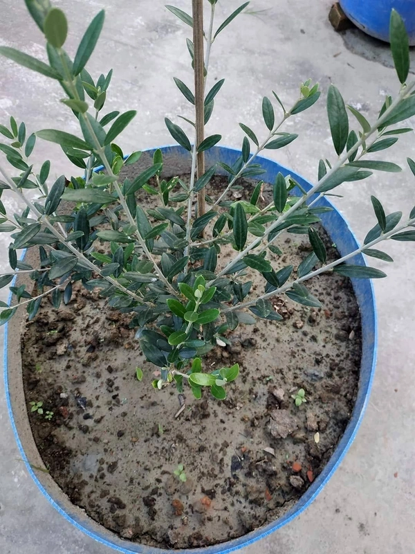 Arabian Olive 