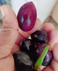 Arabian Olive 
