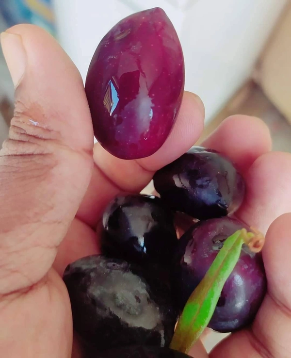 Arabian Olive 