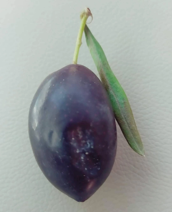 Arabian Olive 
