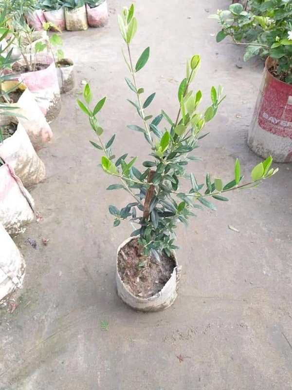Jaitun 