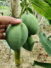 BARI-11 All Time Mango 