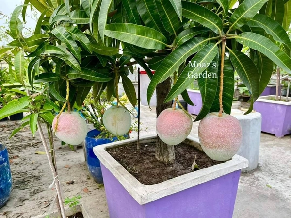 BARI-4  Mango