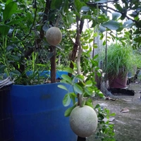Wood Apple ( Kodbel ) 