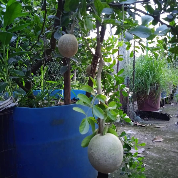 Wood Apple ( Kodbel ) 