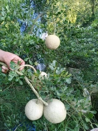 Wood Apple ( Kodbel ) 