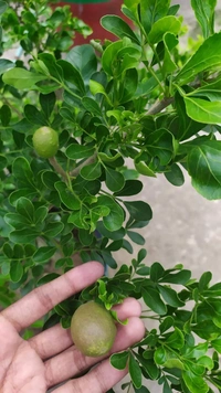 Wood Apple ( Kodbel ) 