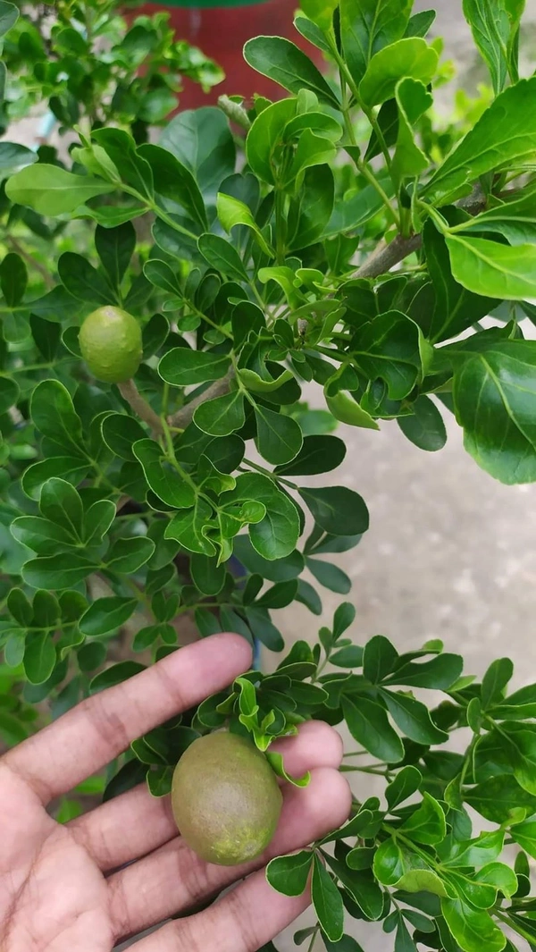 Wood Apple ( Kodbel ) 