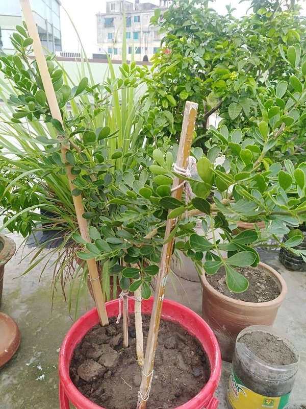 Wood Apple ( Kodbel ) 