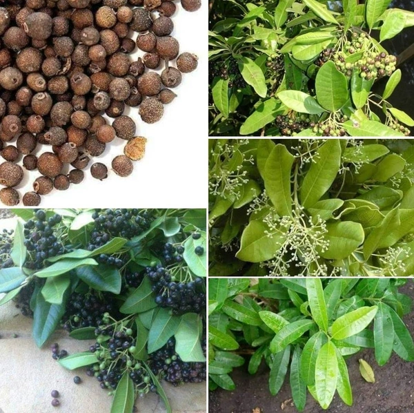 Biriyani Spice / All Spices
