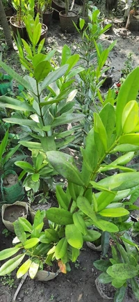 Biriyani Spice / All Spices