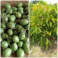 Jalpai 